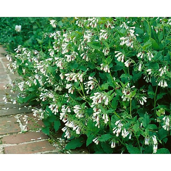 Symphytum Grandiflorum Hidcote Pink Kaukasus Beinwell Ca. 9x9 cm Topf günstig online kaufen
