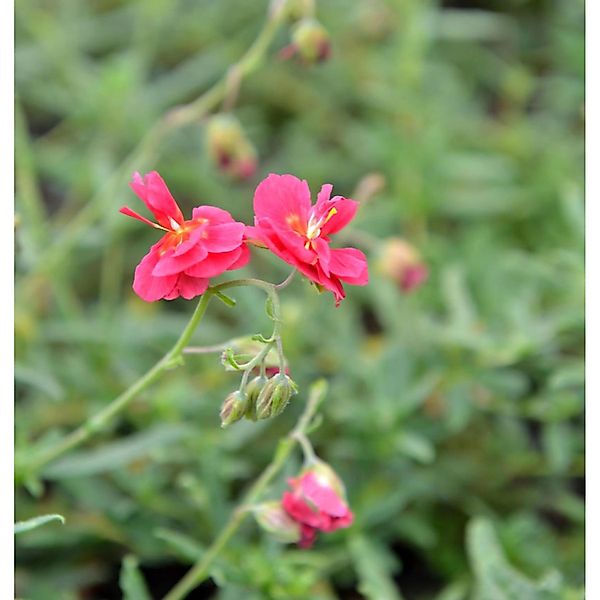 Sonnenröschen Cerise Queen - Helianthemum günstig online kaufen