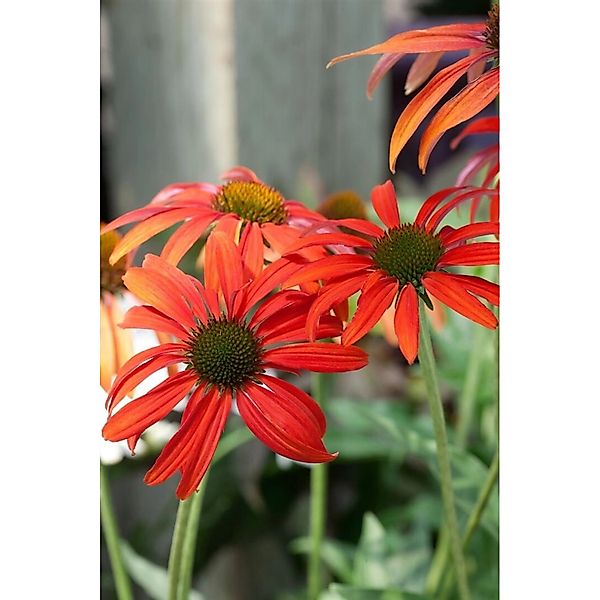 Echinacea Purpurea Tomato Soup R Roter Sonnenhut Ca. 11x11 cm Topf günstig online kaufen