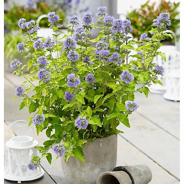 Bartblume Good as Gold 30-40cm - Caryopteris clandonensis günstig online kaufen