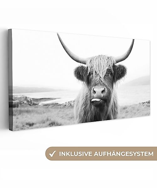OneMillionCanvasses® Leinwandbild Panorama Tiere - Schottischer günstig online kaufen