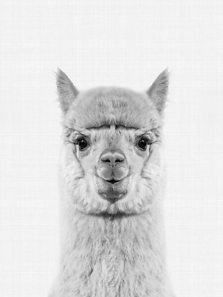 Poster / Leinwandbild - Alpaca (Black And White) günstig online kaufen