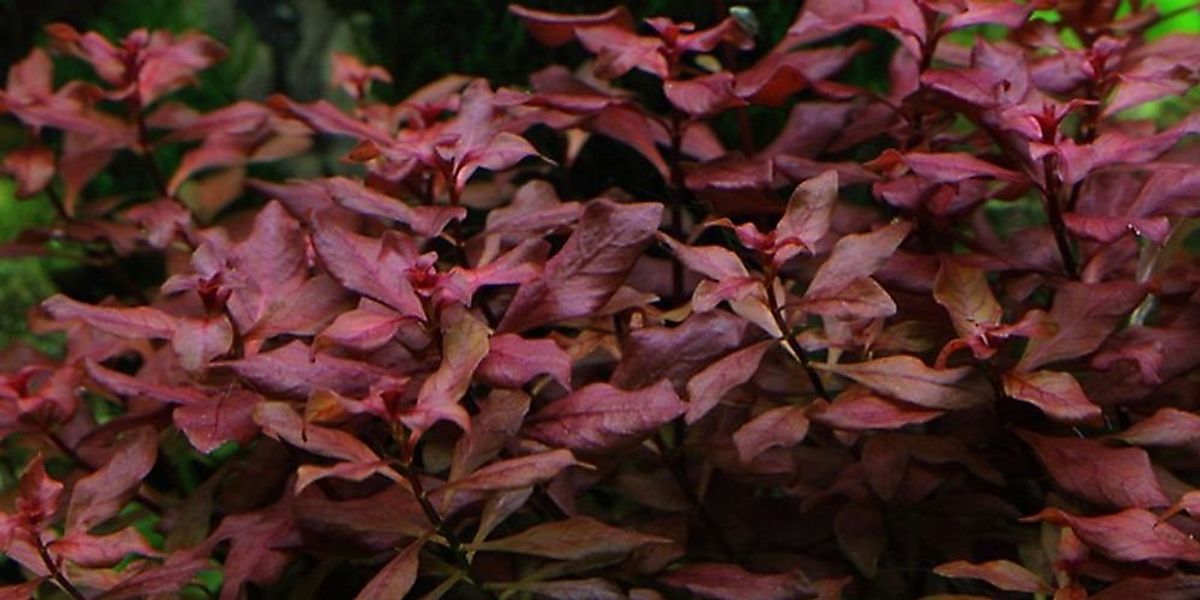 Aquaone Wasserpflanze Aquarium Pflanze Ludwigia palustris Nr.335B günstig online kaufen