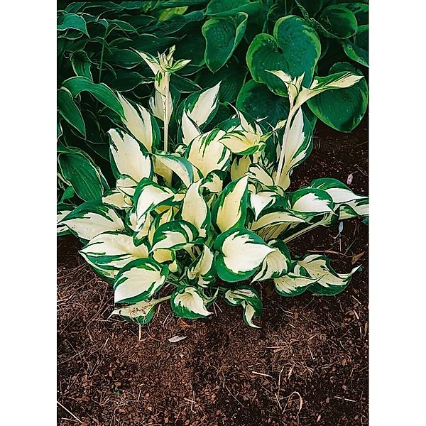Hosta X Tardiana June Blaublattfunkie Ca. 11x11 cm Topf günstig online kaufen