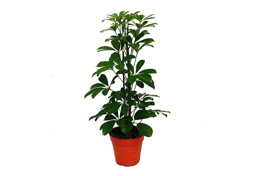 Exotenherz Zimmerpflanze Strahlenaralie Schefflera grünlaubig 12cm Topf ca. günstig online kaufen