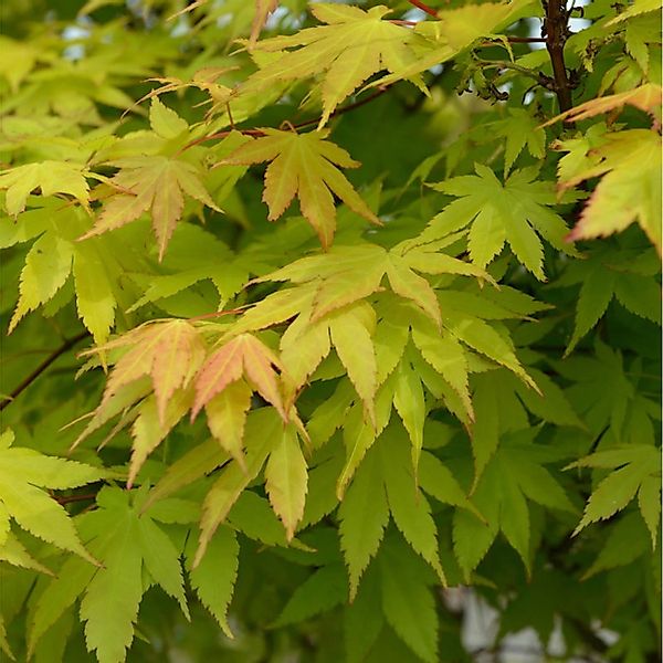 Fächerahorn Summer Gold 100-125cm - Acer palmatum günstig online kaufen