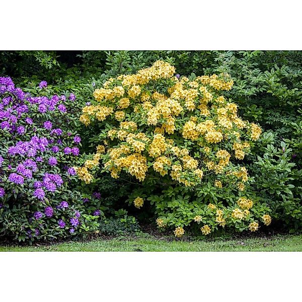 Rhododendron Luteum Goldpracht Gelb 40–50 cm günstig online kaufen