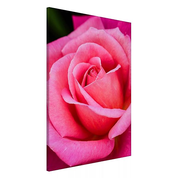 Magnettafel Blumen - Hochformat 2:3 Pinke Rosenblüte vor Grün günstig online kaufen