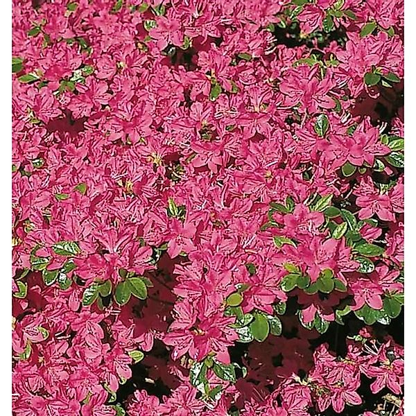 Japanische Azalee Kermesina 25-30cm - Rhododendron obtusum - Zwerg Alpenros günstig online kaufen