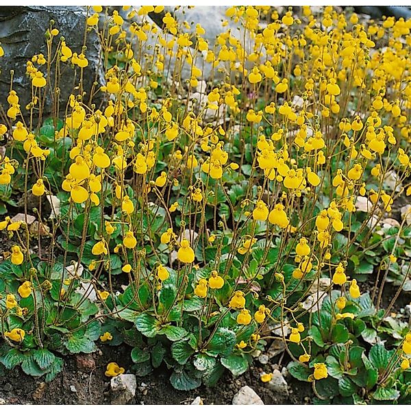 Calceolaria Biflora Ca. 9x9 cm Topf günstig online kaufen