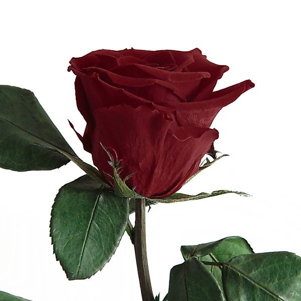 Kunstblume Ewige Rose konserviert mit Stiel günstig online kaufen