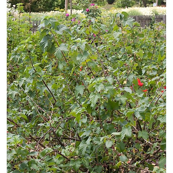 Schwarze Johannisbeere Rosenthals Langtraubige 30-40cm - Ribes nigrum günstig online kaufen