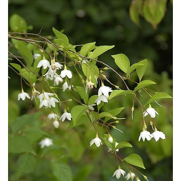 Schneeglöckchenstrauch Evening Light 80-100cm - Styrax japonica günstig online kaufen