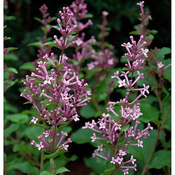 Hochstamm Edelflieder Bloomerang Pink Perfume 100-125cm - Syringa günstig online kaufen