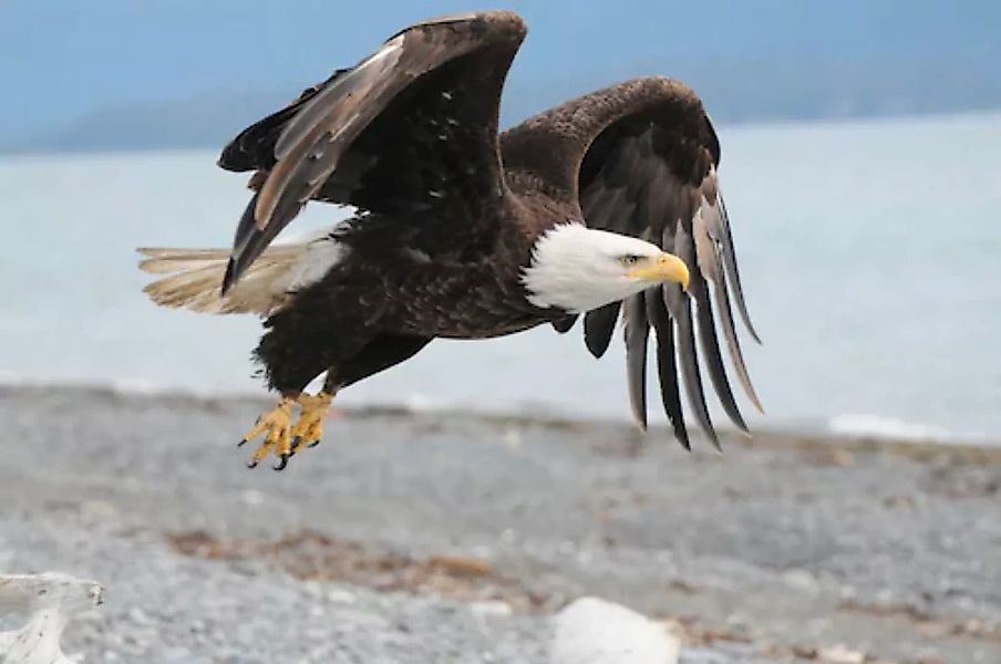 Papermoon Fototapete »Weißkopfseeadler« günstig online kaufen