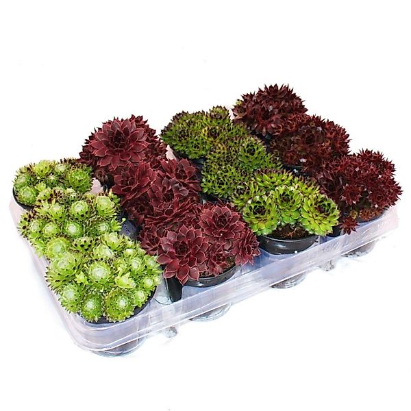 Exotenherz Topfpflanze Hauswurz - Set aus 12 verschiedenen Sempervivum-Sort günstig online kaufen