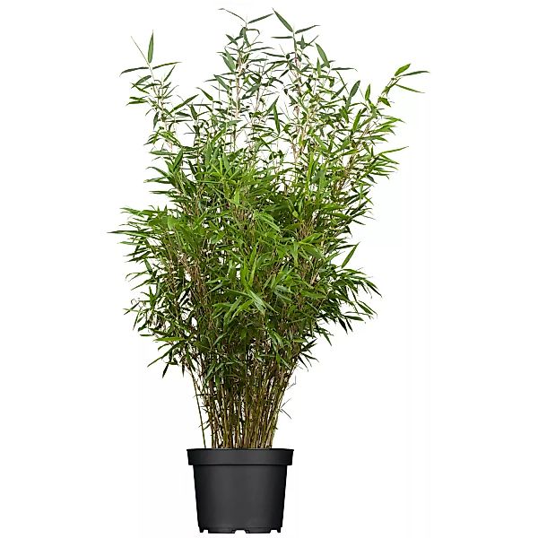 OBI Gartenbambus Rufa Höhe 40 - 60 cm Topf ca. 5 l Fargesia günstig online kaufen