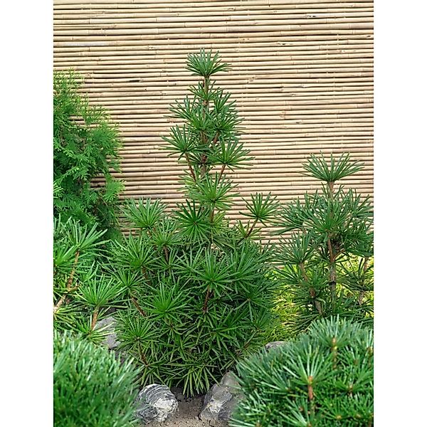 Sciadopitys Verticillata Sternschnuppe Japanische Schirmtanne 30–40 cm günstig online kaufen