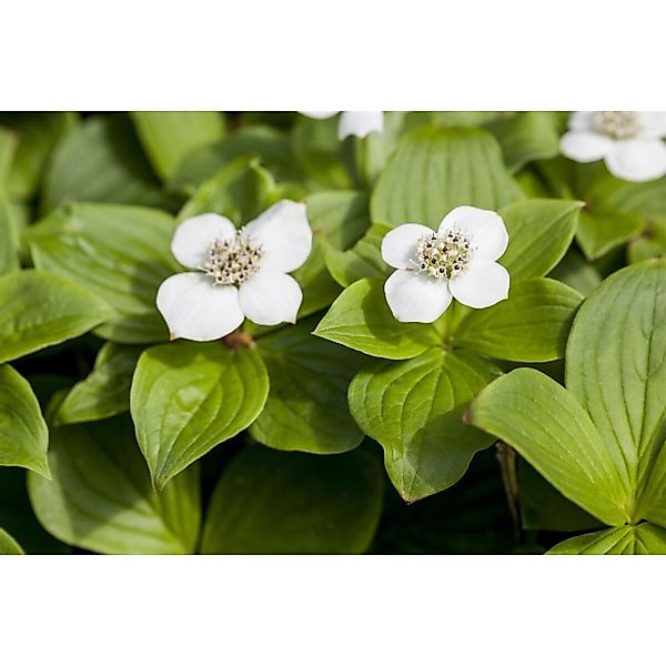 Cornus Canadensis Teppich-Hartriegel 15–20 cm Bodendeckend günstig online kaufen