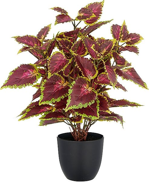 Kunstpflanze Buntnessel Coleus Kong red, Creativ green, Höhe 40 cm, mit Luf günstig online kaufen