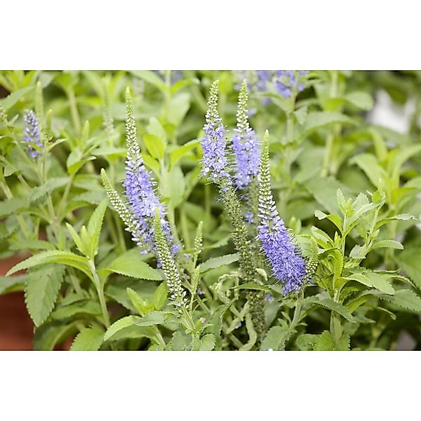 Veronica Longifolia Blauriesin Ehrenpreis Ca. 9x9 cm Topf günstig online kaufen