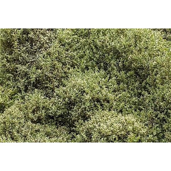 Buxus Sempervirens Elegantissima Buchsbaum Grün-Weiß 120–130 cm günstig online kaufen