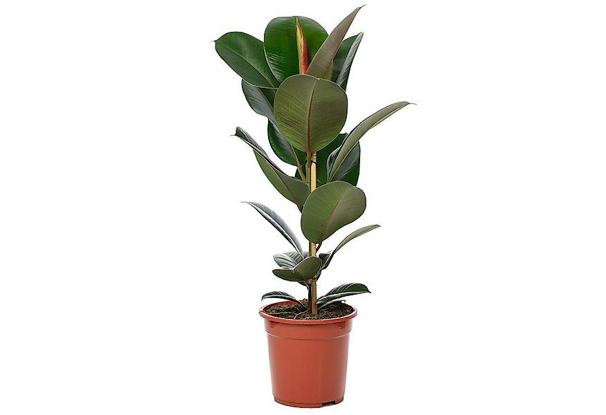 Flowerbox Zimmerpflanze Gummibaum - Ficus elastica "Robusta", - Höhe ca. 70 günstig online kaufen