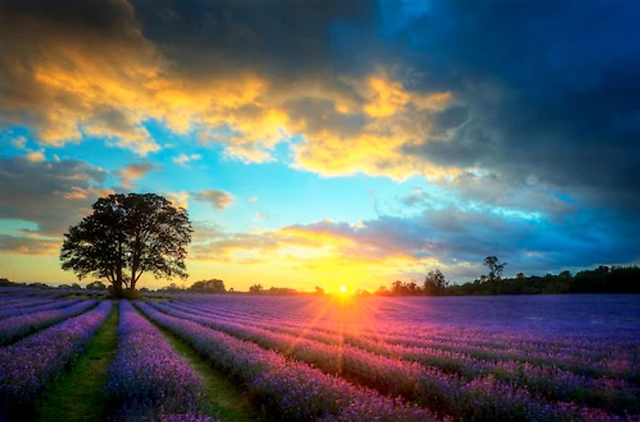 Papermoon Fototapete »Lavender Fields« günstig online kaufen