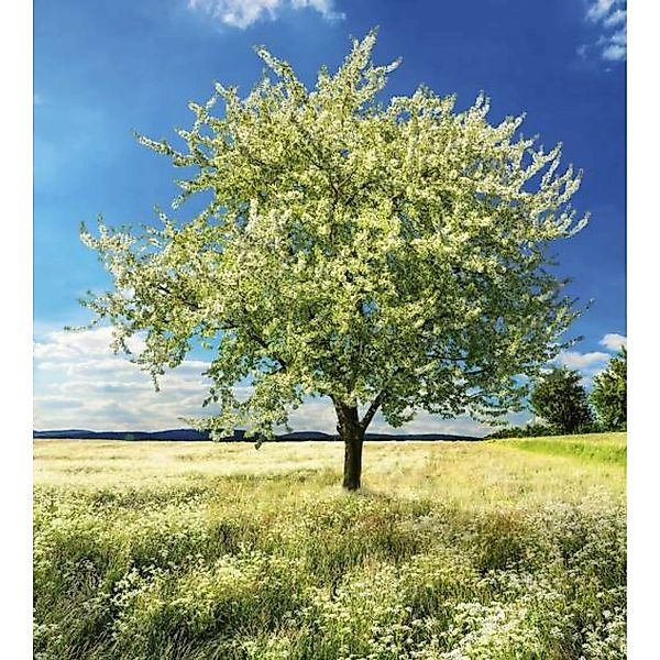 Fototapete BLOSSOM TREE  | MS-3-0096 | Grün | Digitaldruck auf Vliesträger günstig online kaufen