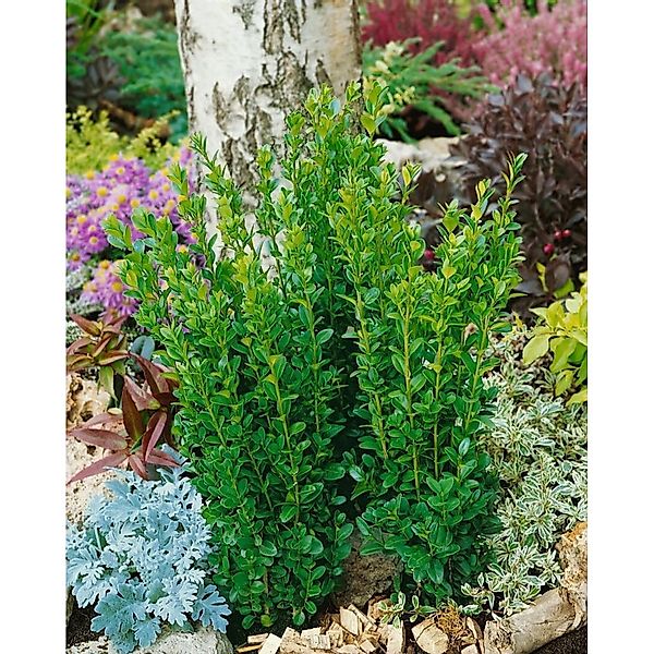 Buxus sempervirens 'Graham Blandy' 100-125 cm günstig online kaufen