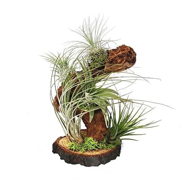 Exotenherz Zimmerpflanze Tillandsien auf Wurzelbaum - gross - 5 Pflanzen günstig online kaufen