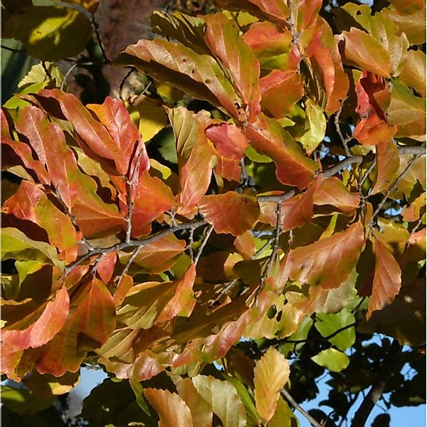 Eisenholzbaum 80-100cm - Parrotia persica günstig online kaufen