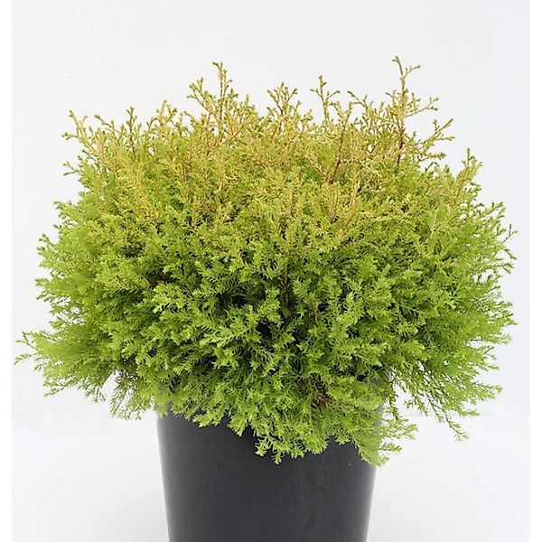 Lebensbaum Rheingold 30-40cm - Thuja occidentalis günstig online kaufen