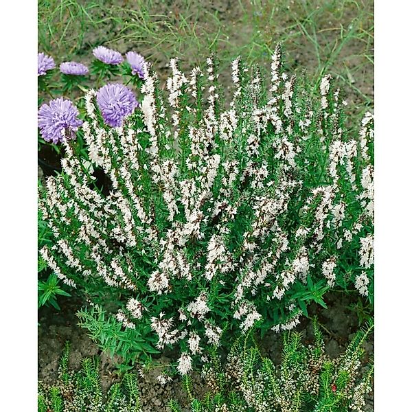 Hyssopus Officinalis Alba Echter Ysop Ca. 9x9 cm Topf günstig online kaufen