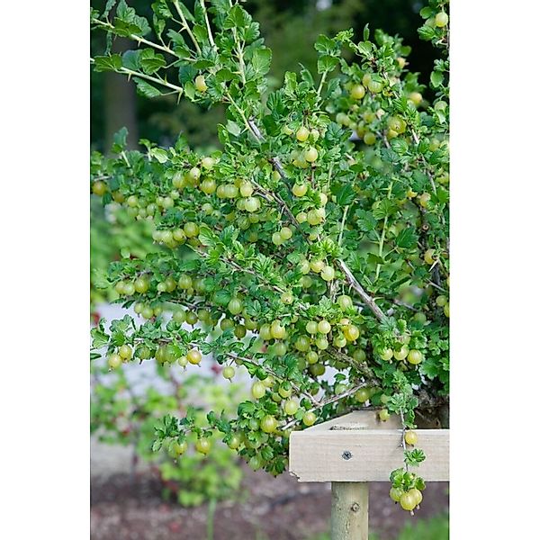 Ribes Uva-Crispa Karlin Stachelbeere 40–50 Cm günstig online kaufen