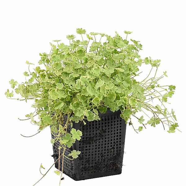 Casa Caron | Hydrocotyledon Variegata günstig online kaufen