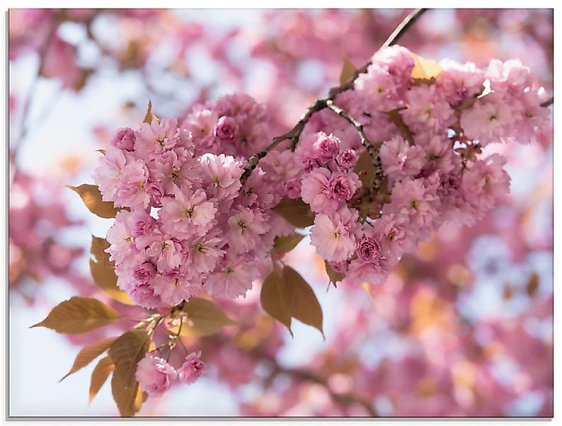 Artland Glasbild "Japanische Kirschblüte in Love I", Blumen, (1 St.), in ve günstig online kaufen