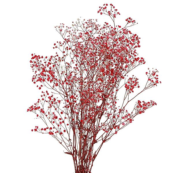 Trockenblume Schleierkraut Trockenblumen Rot 50cm 55g günstig online kaufen