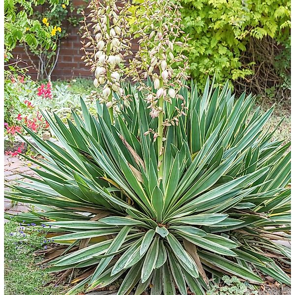 Kerzen-Palmlilie Variegata - großer Topf - Yucca gloriosa günstig online kaufen