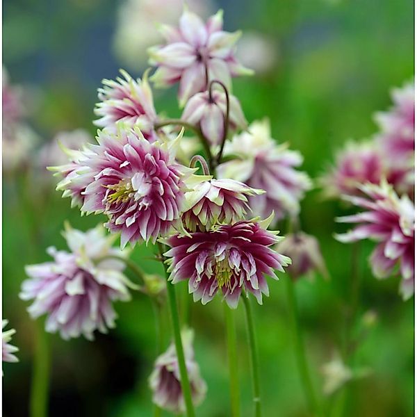 Akelei Nora Barlow - Aquilegia vulgaris günstig online kaufen