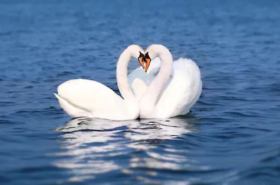 Papermoon Fototapete »Swan Love Couple« günstig online kaufen