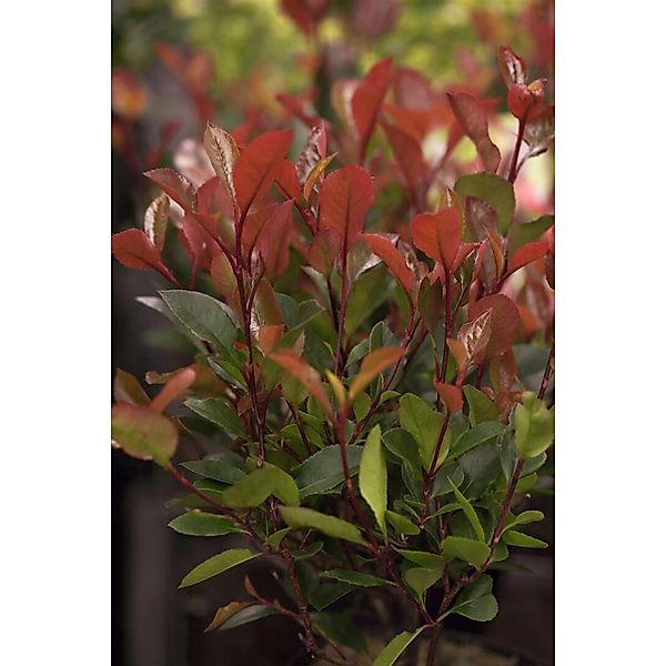 Photinia Fraseri Little Red Robin Glanzmispel Rot 20–30 cm günstig online kaufen