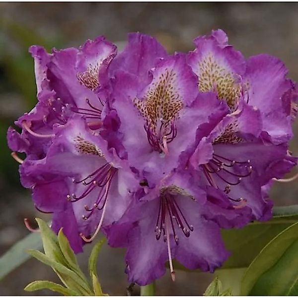Rhododendron Bohlkens Lupinenberg 20-25cm - Alpenrose günstig online kaufen