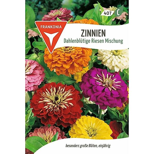FRANKONIA Zinnie Dahlienblütige Riesen Mischung günstig online kaufen