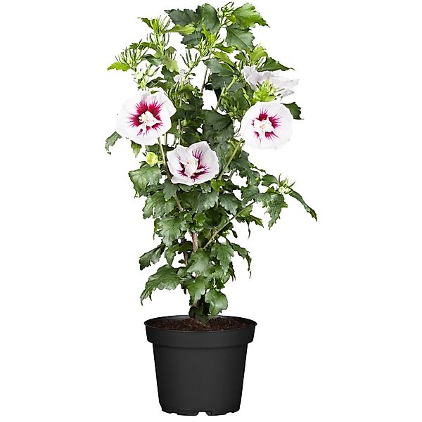 OBI Roseneibisch Rot Höhe ca. 30 - 40 cm Topf ca. 3, Hibiscus günstig online kaufen