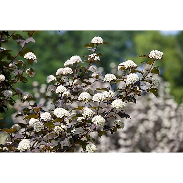 Physocarpus Opulifolius Diabolo -R- Blasenspiere Dunkelrot 150–200 cm günstig online kaufen