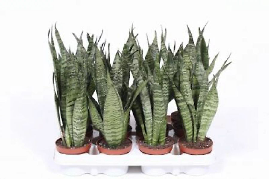 Gärtnerei Müller Sanseveria, (Sanseveria zeylanica), ca. 30cm hoch, 9cm Top günstig online kaufen