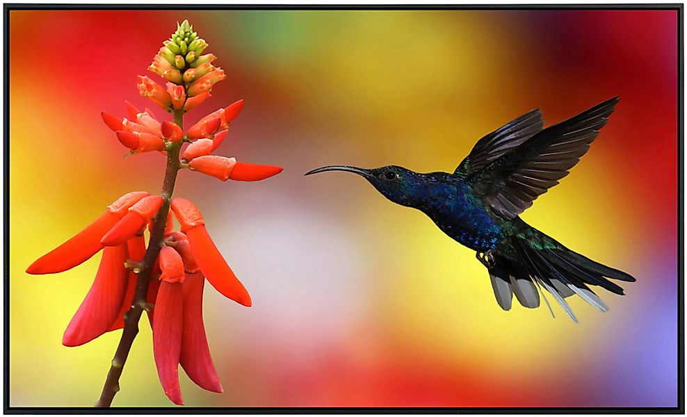 Papermoon Infrarotheizung »Kolibri im Flug« günstig online kaufen