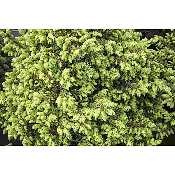 Picea Omorika Nana Serbische Fichte Kompakt 70–80 cm günstig online kaufen