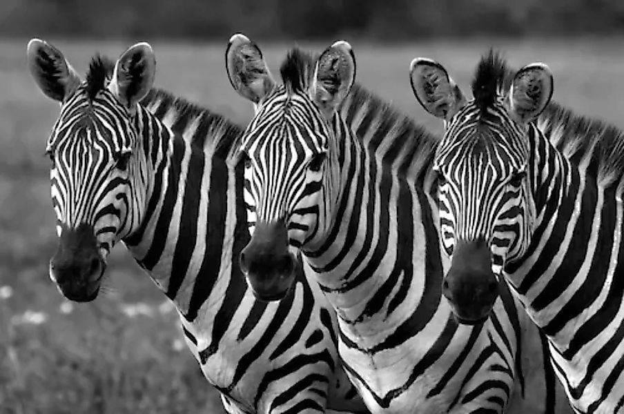 Papermoon Fototapete »Zebras Schwarz & Weiß« günstig online kaufen